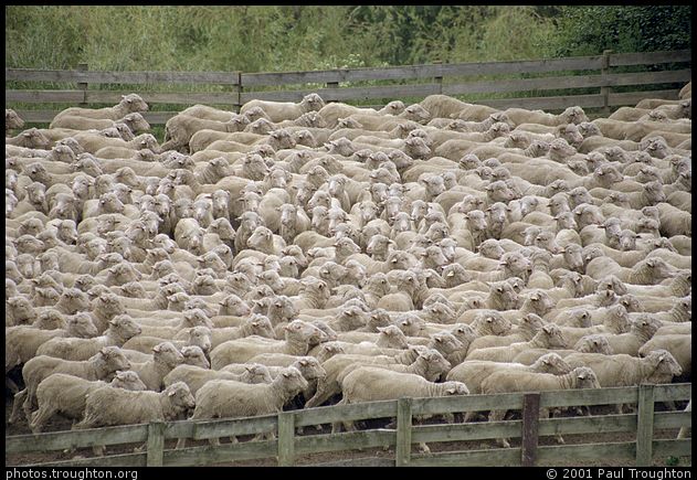 Sheep - Central Otago - South Island with Ian 2001