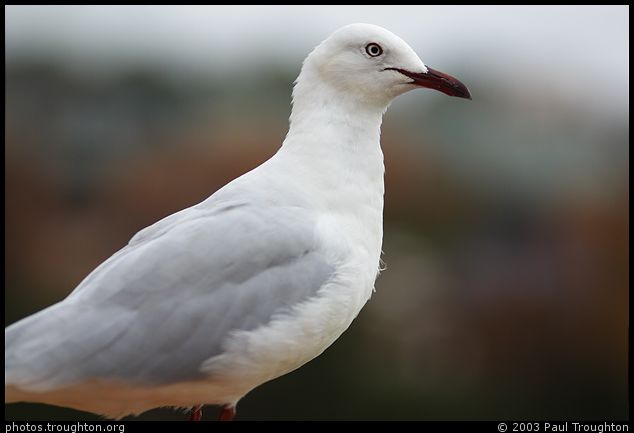 Unintimidatable seagull - Sydney - Sydney in January 2003