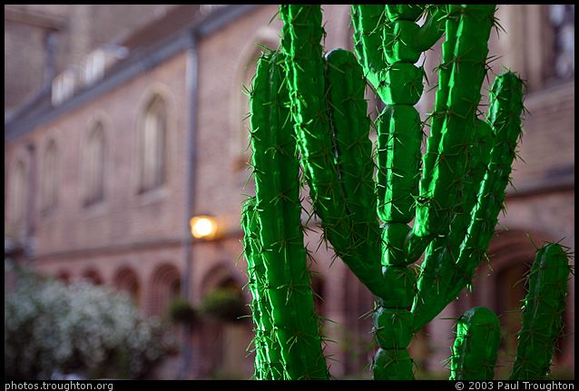 Plastic cactus in Cloister Court - Queens' May Ball 2003