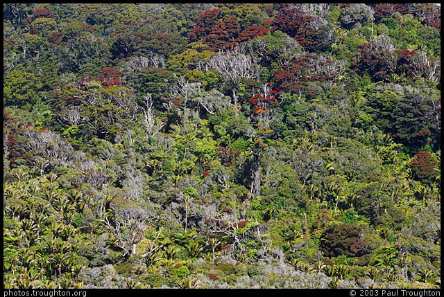 New Zealand native bush, with Pohutukawa trees - West Coast - New Zealand Christmas 2003