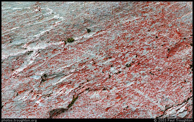 Lichen growing on phyllite amongst the terminal moraine - Franz Josef glacial valley - New Zealand Christmas 2003