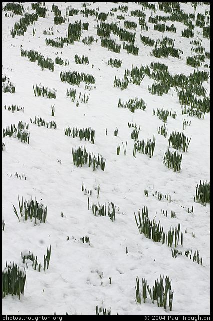 Bulbs - St John's College - Cambridge in the snow, January 2004