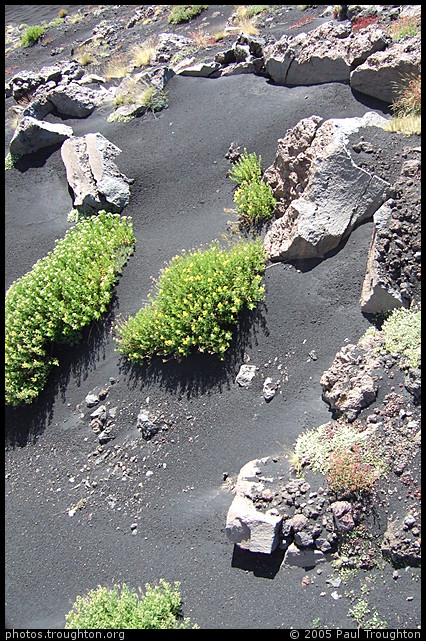 Plants recolonising remarkably quickly after the 2003-04 eruption - Mt Etna - Honeymoon in Sicily