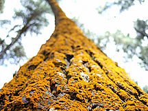 Tree with sulphur-coloured moss - near Rotorua - New Zealand, December 2005