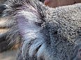 Amazingly furry koala ear - Cairns Tropical Zoo - Far North Queensland, August 2006