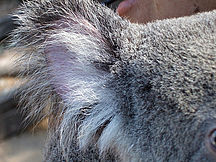 Amazingly furry koala ear - Cairns Tropical Zoo - Far North Queensland, August 2006