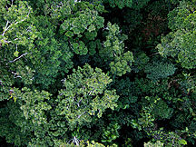 Rainforest from above - Far North Queensland, August 2006