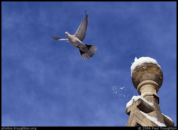 A dove with an excellent sense of timing - Gonville and Caius College - Cambridge in the snow, January 2004
