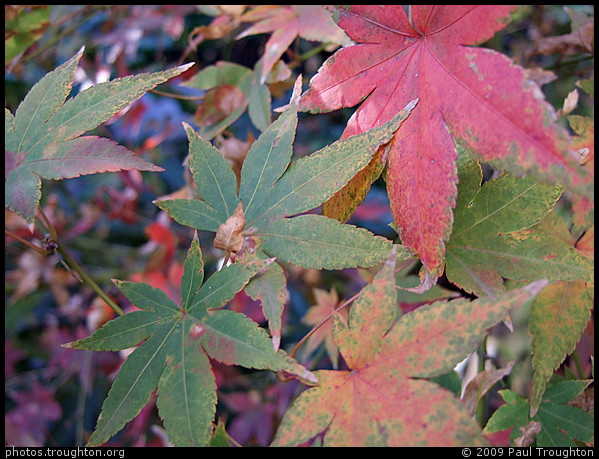 Japanese Maple in Autumn - Gower St